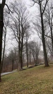 Auerbach 'taki merdivenlerin biraz farklı bir açısı, Şubat ayında sisli bir kış gökyüzüne karşı yapraksız ağaçların uzun, karanlık gövdelerini gösteriyor..