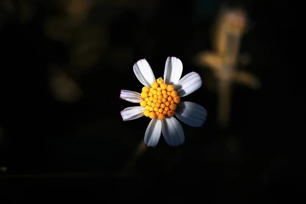 フィールドにSpilosaの花を入札します アヘランやビデンスピロサは オープン やや保護され わずかに湿った土壌のような野生の成長を続けています — ストック写真