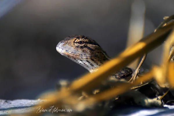Lizards Widespread Group Squamate Reptiles 000 Species Ranging All Continents — Stock Photo, Image