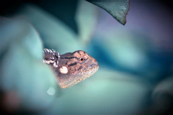 Ящірки Широко Розповсюдженою Групою Плазунів Більш Ніж 6000 Видами Мешкають — стокове фото