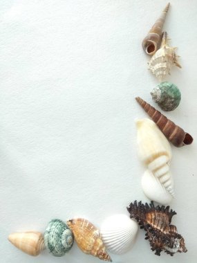 Deniz kabuğu çerçeve üstü görünümü