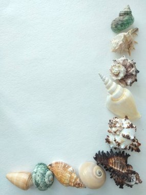 Deniz kabuğu çerçeve üstü görünümü