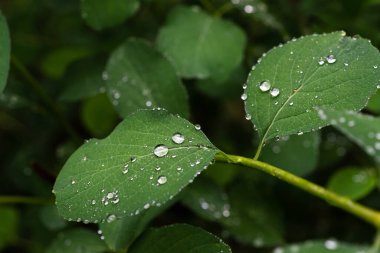 Yeşil bir yaprağın üzerine bir damla yağmur. Islak orman yapraklarının arka planı