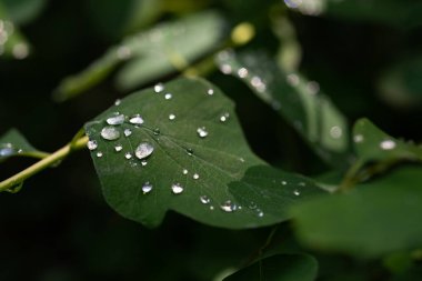 Yeşil bir yaprağın üzerine bir damla yağmur. Islak orman yapraklarının arka planı