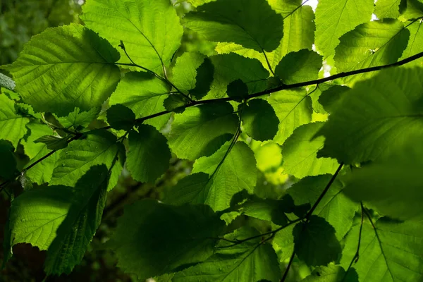 Uma gota de chuva numa folha verde. Contexto das folhas da floresta húmida — Fotografia de Stock