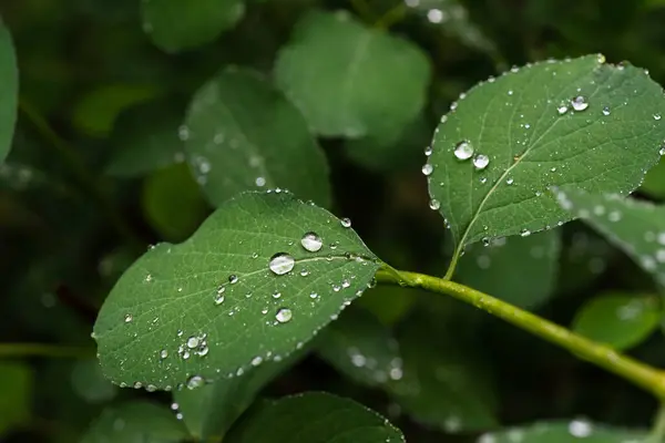 Yeşil bir yaprağın üzerine bir damla yağmur. Islak orman yapraklarının arka planı