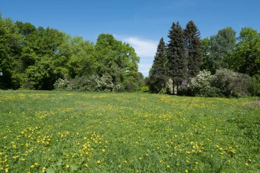 Orman güneşli bir yaz gününde.