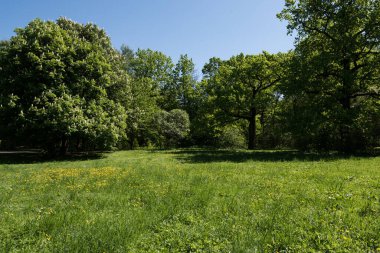 Orman güneşli bir yaz gününde.