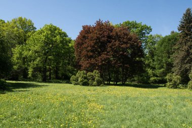 Orman güneşli bir yaz gününde.