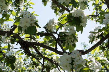 Mavi gökyüzüne karşı çiçek açan elma dalı