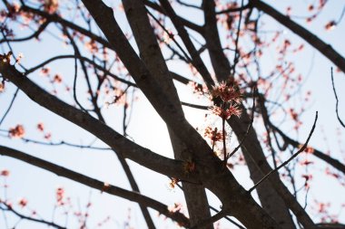 Çiçekli kırmızı akçaağaç. Mavi gökyüzünde kırmızı tomurcukları olan bir ağacın dalları.