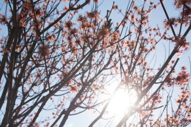 Çiçekli kırmızı akçaağaç. Mavi gökyüzünde kırmızı tomurcukları olan bir ağacın dalları.