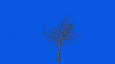 Elma ağacı zamanlaması büyüyor ve çiçek açıyor, Mavi Ekran Kromakey