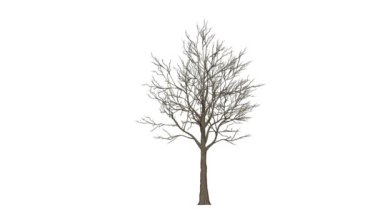 Portakal Ağacı zaman aralığı büyüyor, beyaz arkaplan