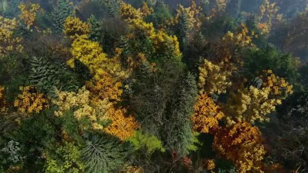 秋の森 美しい色 高い角度のビュー — ストック動画