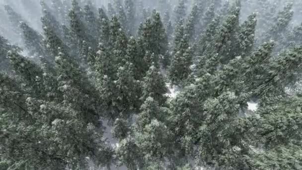 Köknar Ağacı Ormanının Üzerine Düşen Yüksek Açılı Kar Manzarası — Stok video