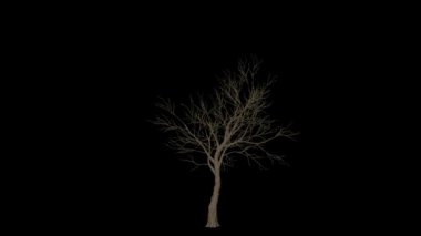 Elma Ağacı zaman dilimi büyüyor, Alfa Kanalı