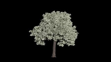 Dolar Para Ağacı Zamanlaması Yapraklar Düşerken Artıyor, İş Konsepti, Luma Matte Eklendi