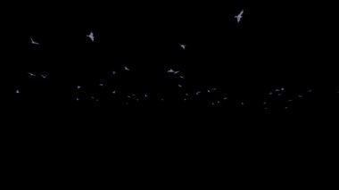 Uçan Martı Sürüsü, Alfa Kanalı