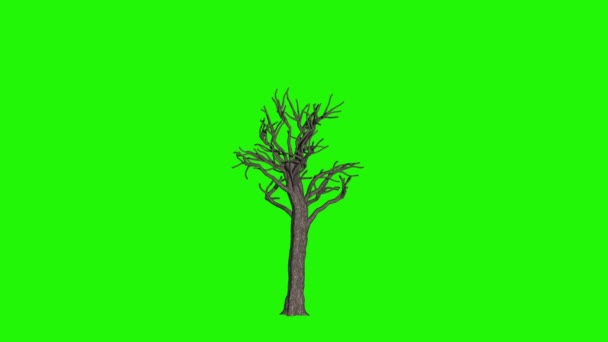 欧元货币树时光流逝与落叶 商业概念 绿色屏幕Chromakey — 图库视频影像