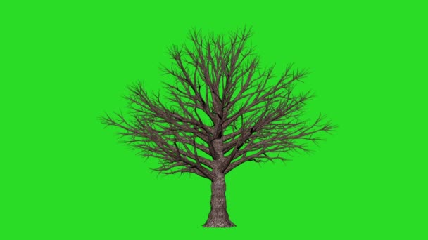 Сроки Произрастания Дуба Дубового Leafless Tree Green Screen Chromakey — стоковое видео