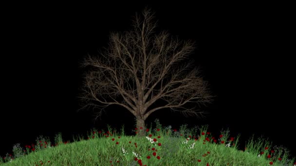 Cherry Tree Timelapse Growing Flower Blooming Field Luma Matte Attached — Vídeos de Stock