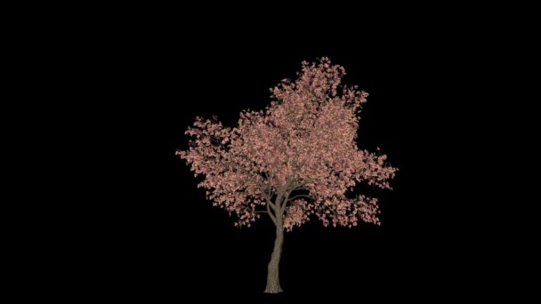 Maçã Árvore Timelapse Crescente Florescendo Luma Matte — Vídeo de Stock