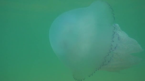 Large White Jellyfish Swimming Ocean Closeup — Stok video