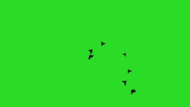 Black silhouettes of doves flying vertically, Chroma Key attached