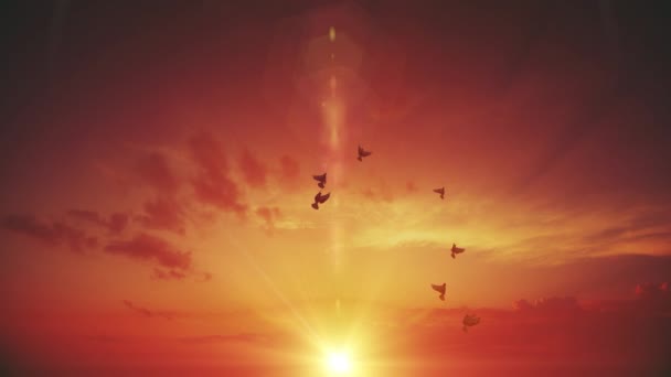 Vita Duvor Som Flyger Vertikalt Mot Solnedgången Rödaktig Himmel — Stockvideo