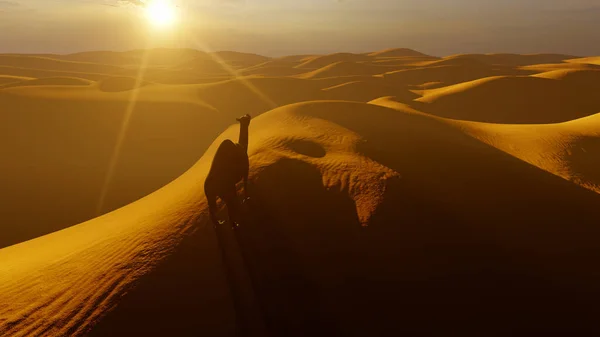 Uzun yolculuktan önce kum tepelerine bakan deve.