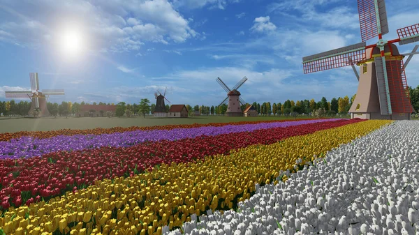 Hollanda 'da renkli laleler ve yel değirmenleri tarlası