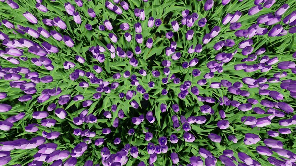 Bir sürü mor lale, manzaralı.