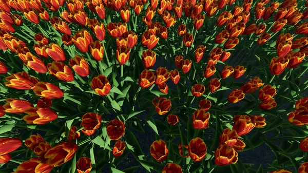 Merah Dan Oranye Tulip Bunga Mekar — Stok Foto