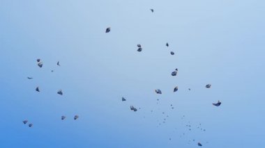 Mavi renkte uçan renkli kelebekler