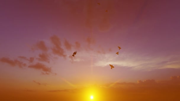 Pombos Brancos Voando Verticalmente Contra Pôr Sol Céu Quente — Vídeo de Stock