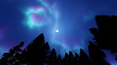 Aurora Borealis yıldızlı gökyüzünde neşeli ışıklar ve ağaçların siluetleri