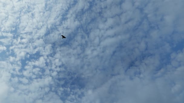 Eagle Flying Circle Clouds Blue Sky — Vídeo de stock