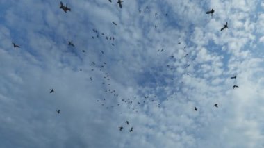 Kamera kuşların arasından geçiyor, arka planda beyaz bulutlar.