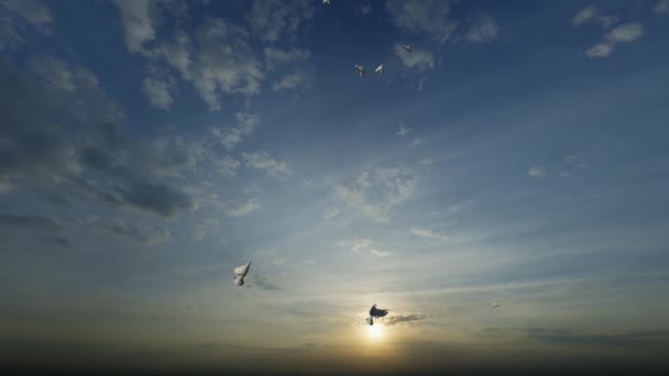 White Pigeons Take Sunset Blue Sky — Stock Video