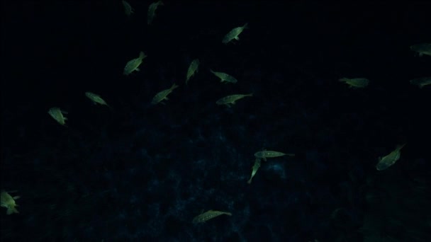 Fish Swim Deep Dark Water — Stock Video