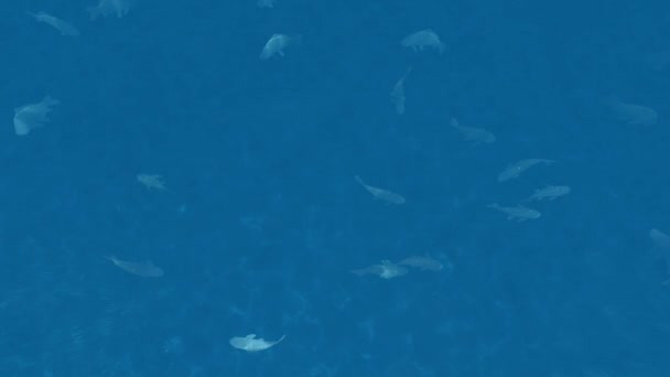 Große Fische Ins Blaue Wasser — Stockvideo