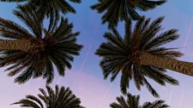 Gün batımında uzun, sık palmiye ağaçları, alçak açı gökyüzü manzarası, 4K