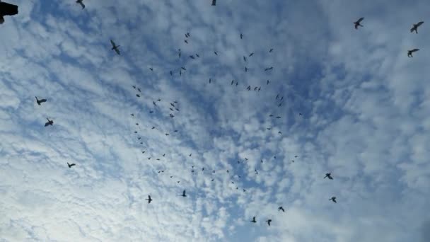 Örnar Cirklar Och Jagar Bort Flock Fåglar — Stockvideo