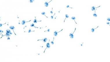 Dandelions beyaz zemin üzerine