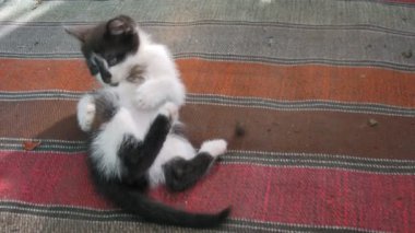 katta oynayan yavru kedi