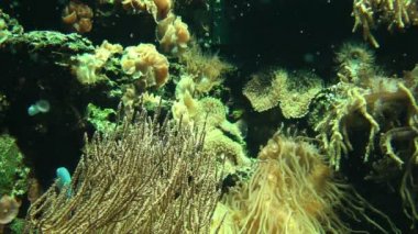 bitki örtüsü ile tropikal balıklar