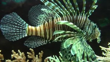 Ish ve sualtı bitki örtüsü