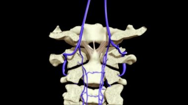İnsan anatomisi animasyon