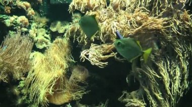 tropikal balıklar ve sualtı bitki örtüsü